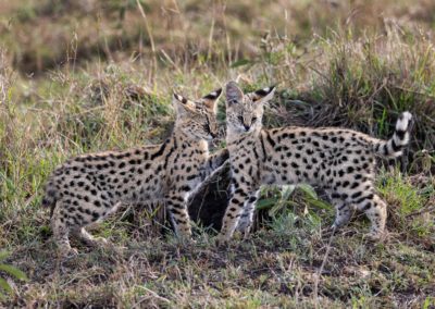 Sulle tracce dei grandi felini nel Masai Mara (Kenya) © Giovanni Frescura