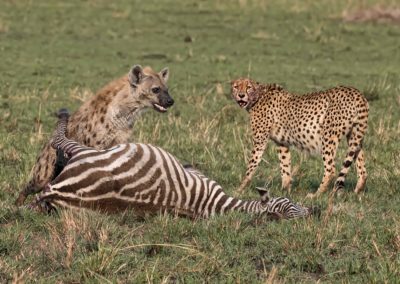 Sulle tracce dei grandi felini nel Masai Mara (Kenya) © Giovanni Frescura