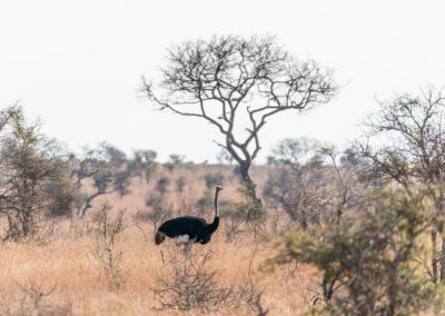 Incontra la natura africana nel Kruger National Park (Sudafrica) © Marco Cortesi