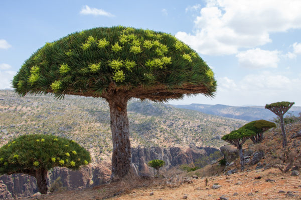 Viaggio fotografico a Socotra