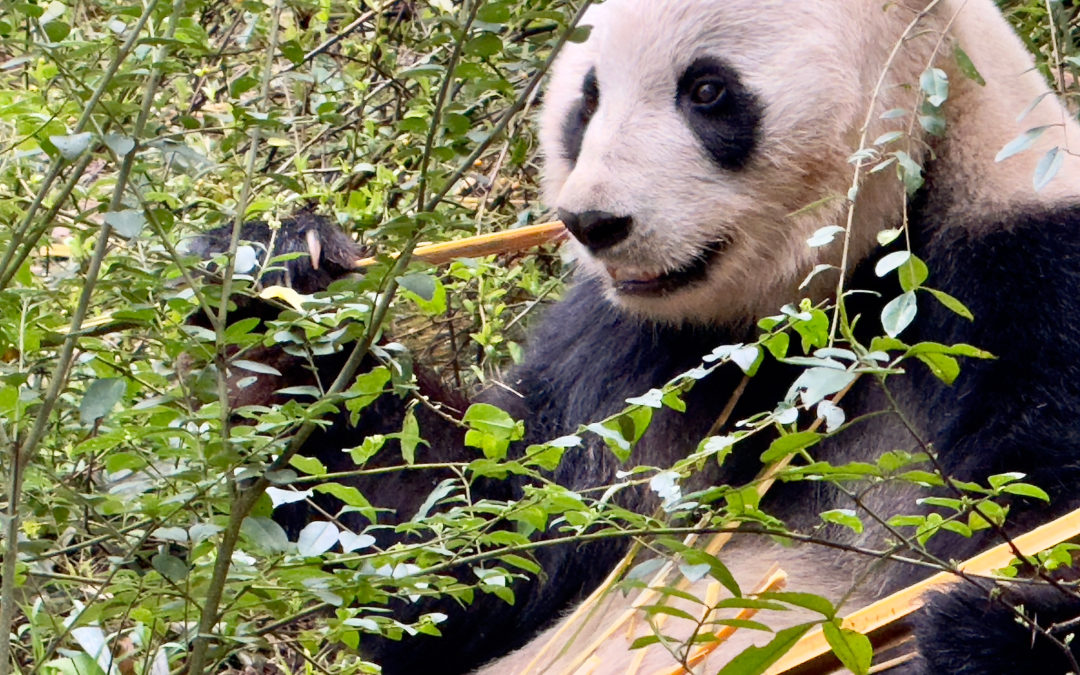48 ore Chengdu: tra cultura e panda