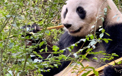 48 ore Chengdu: tra cultura e panda